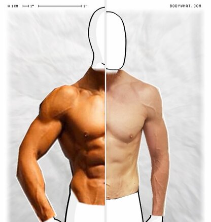 Torso Comparison