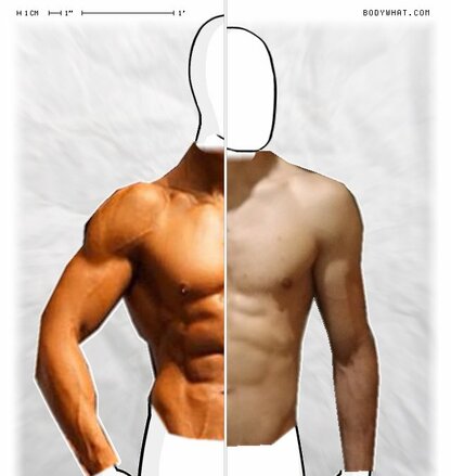 Torso Comparison