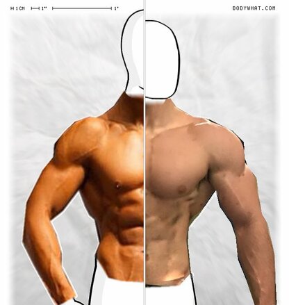 Torso Comparison