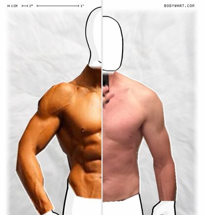 Torso Comparison