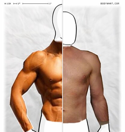 Torso Comparison