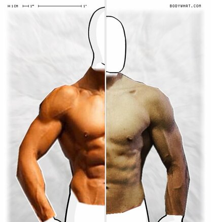 Torso Comparison