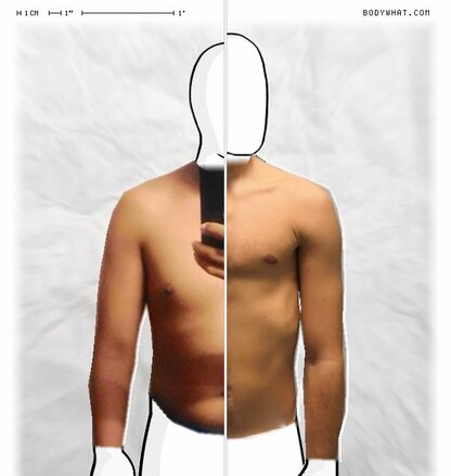 Torso Comparison