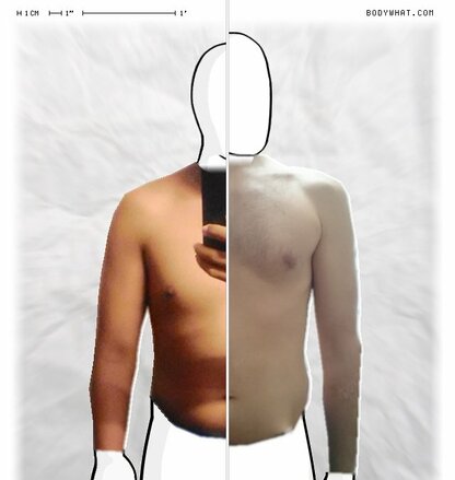 Torso Comparison