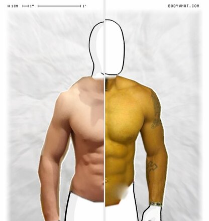 Torso Comparison