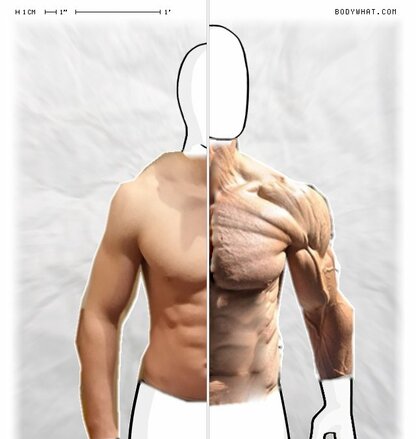 Torso Comparison