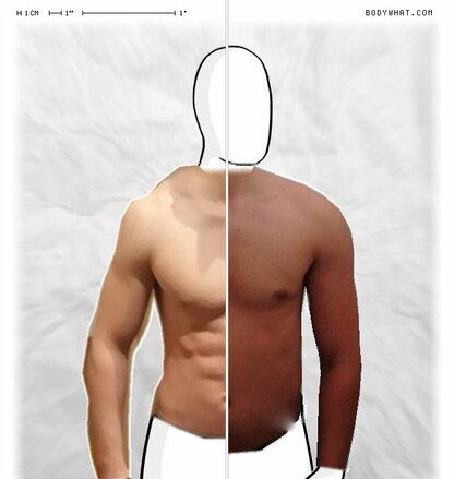 Torso Comparison