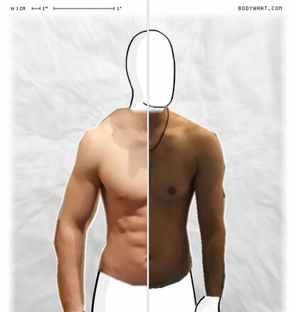 Torso Comparison