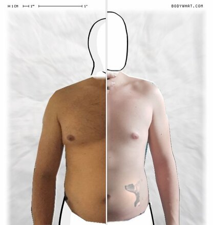 Torso Comparison