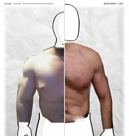 Torso Comparison