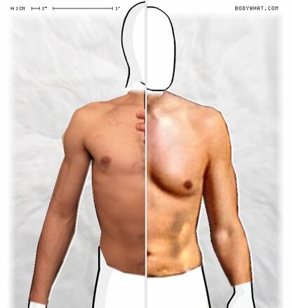 Torso Comparison