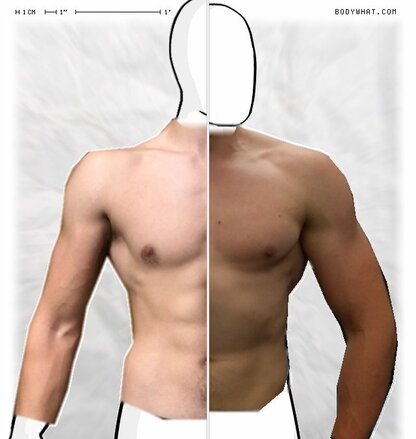 Torso Comparison