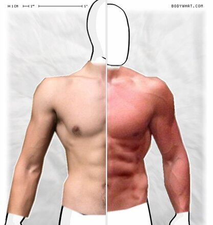 Torso Comparison