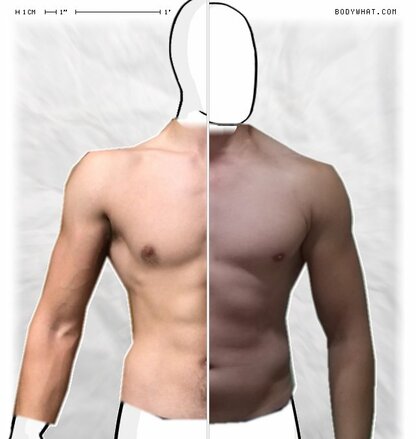 Torso Comparison