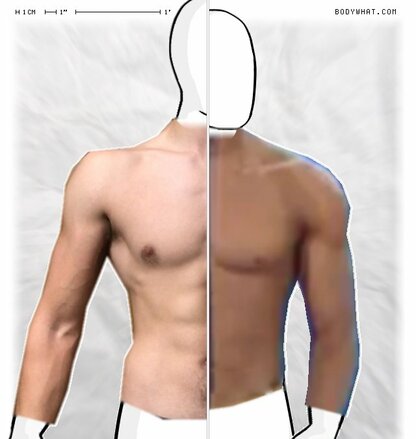 Torso Comparison