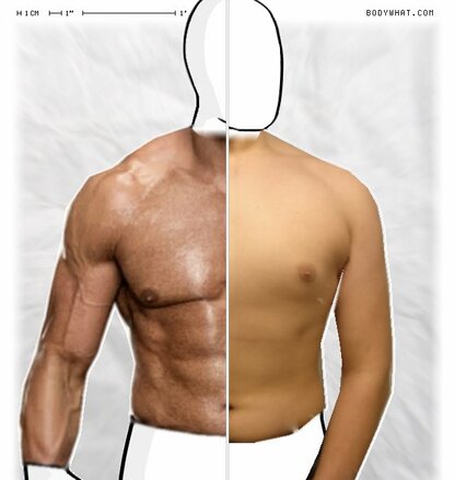 Torso Comparison