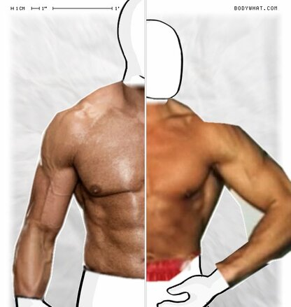 Torso Comparison