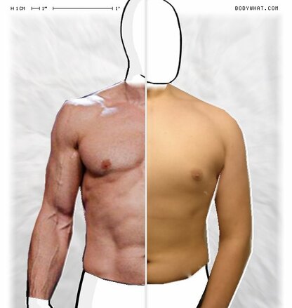 Torso Comparison