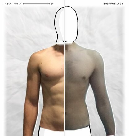 Torso Comparison