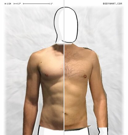 Torso Comparison