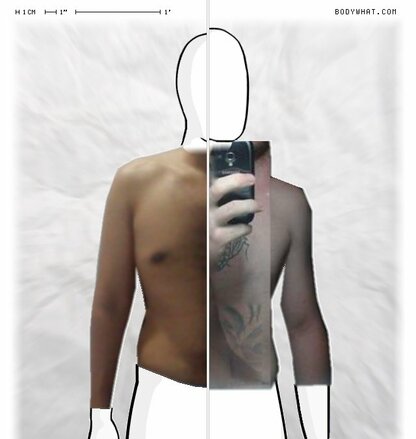 Torso Comparison