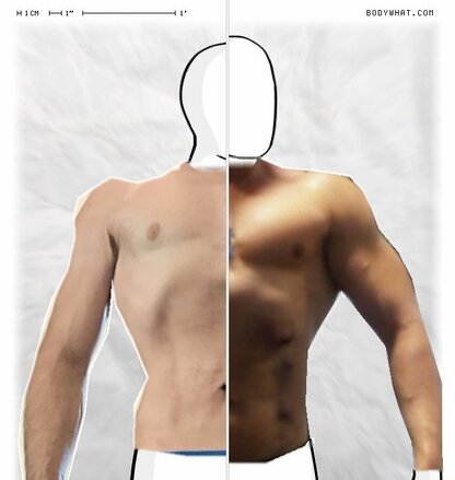 Torso Comparison