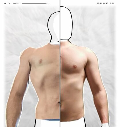 Torso Comparison