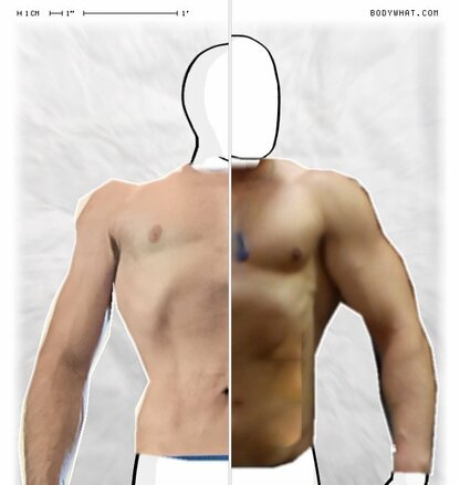 Torso Comparison