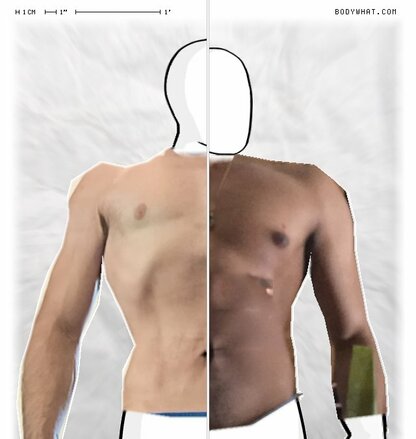 Torso Comparison