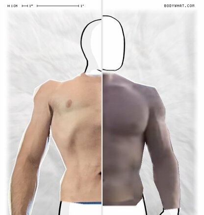 Torso Comparison