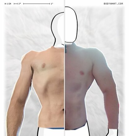 Torso Comparison