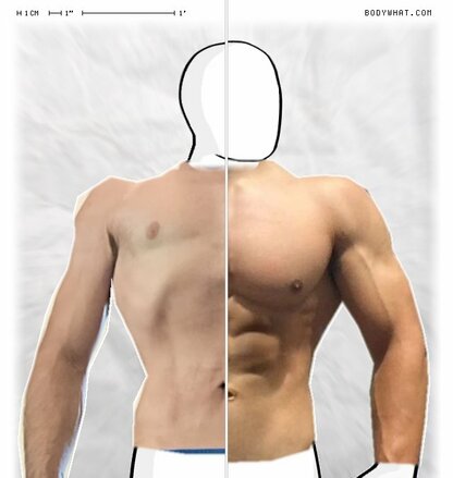 Torso Comparison