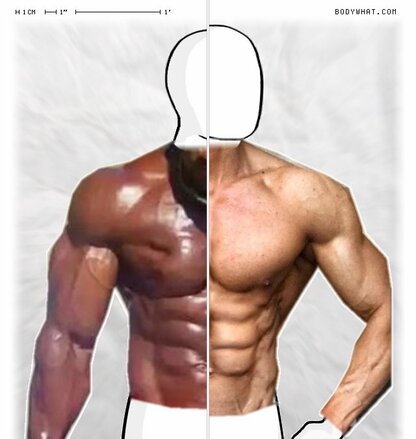 Torso Comparison