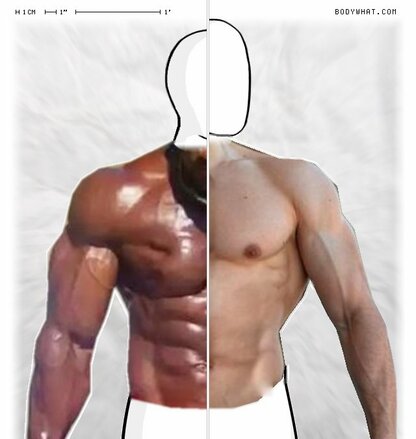 Torso Comparison