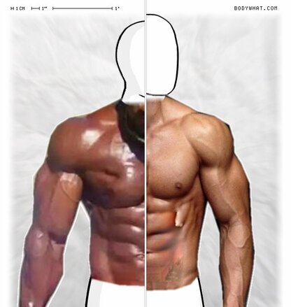 Torso Comparison