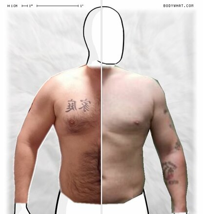 Torso Comparison