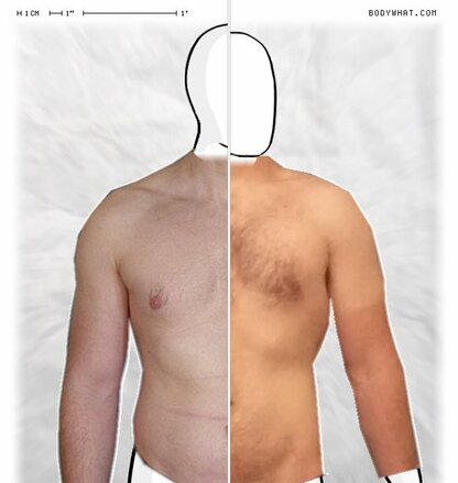 Torso Comparison