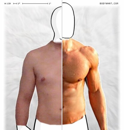 Torso Comparison