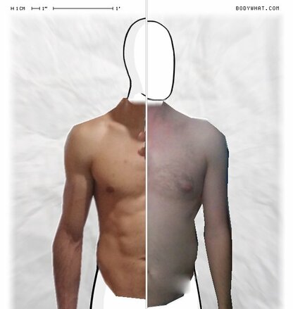 Torso Comparison