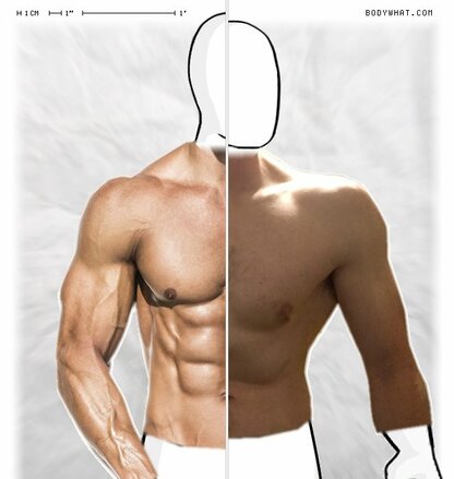 Torso Comparison