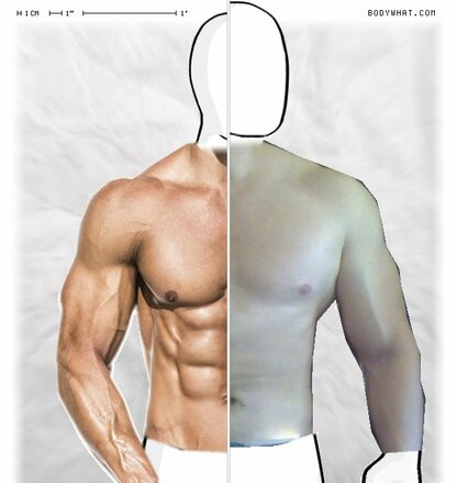 Torso Comparison