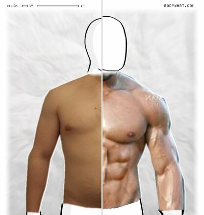 Torso Comparison