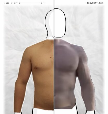 Torso Comparison