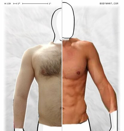 Torso Comparison