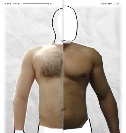 Torso Comparison