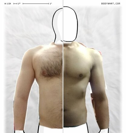 Torso Comparison