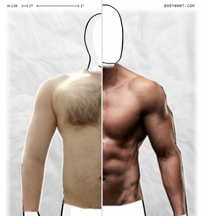 Torso Comparison