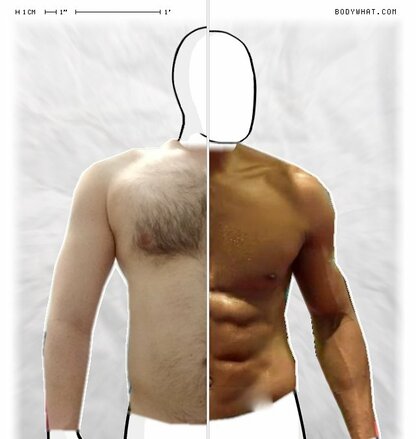 Torso Comparison