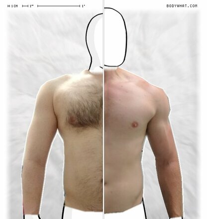 Torso Comparison