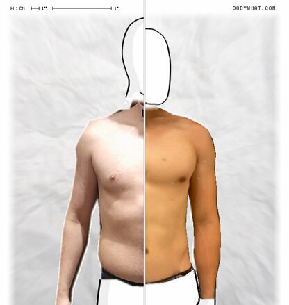 Torso Comparison